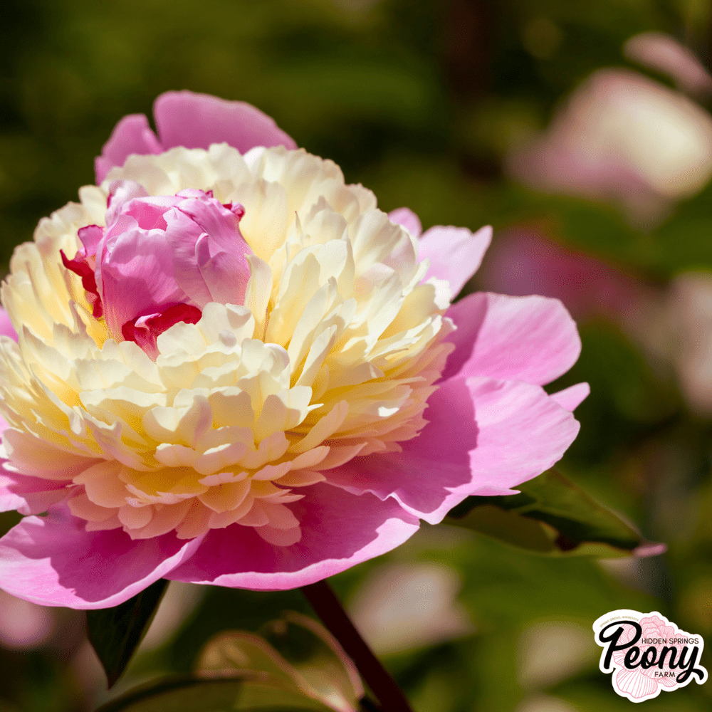 She's My Star Peony — Hidden Springs Peony Farm